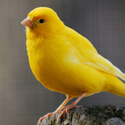 Canary Singing