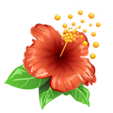 flowers garden