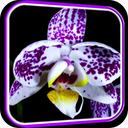 Orchid Video Live Wallpaper