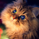 Talking Somali Cat