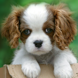 Cute puppy live wallpaper