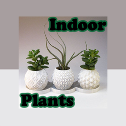 Indoor Plants