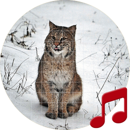 Bobcat sounds ~ Sboard.pro