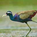 Bronze-winged jacana bird