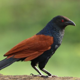 Coucal Sounds