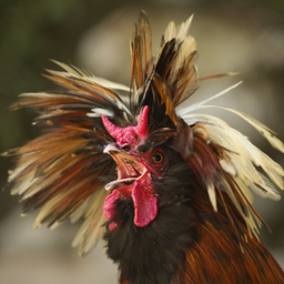 Funny Chicken Sounds