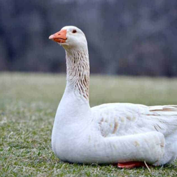 Goose and Geese Sounds