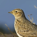 Lark bird sounds