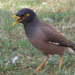 Mynas bird Sounds