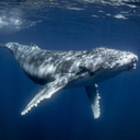 Ocean sonar sounds