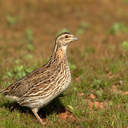 Rain quail bird Sounds