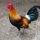 Red junglefowl Sounds & Calls