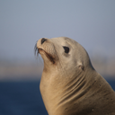 Sea lion sounds