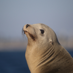Sea lion sounds