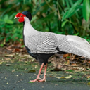Silver pheasant sounds