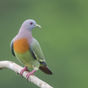 Green pigeon bird sounds
