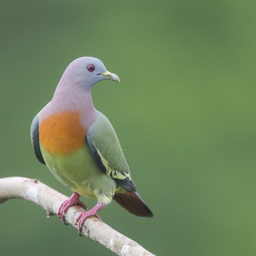 Green pigeon bird sounds
