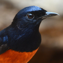 White-rumped shama Sounds