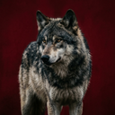 Wolf sounds