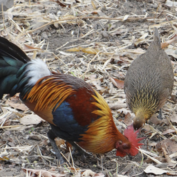 Red junglefowl and Bird sounds