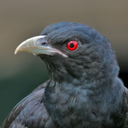 Asian koel Sounds