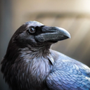 Raven bird sounds