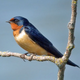 Swallow bird sounds