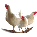 اصول پرورش طیور