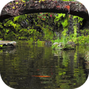 Real pond with Koi