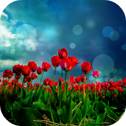 Red Tulips Live Wallpaper