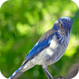 Relax & Sleep with Bird Sounds