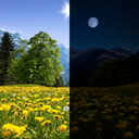 Summer Dandelion Live Wallpaper FREE