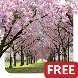 Spring Cherry Blossom Live Wallpaper FREE