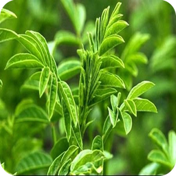 خواص گیاهان