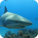 Shark Live Wallaper