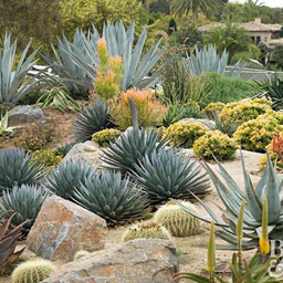 Cactus Garden