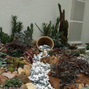 Rock Garden Ideas