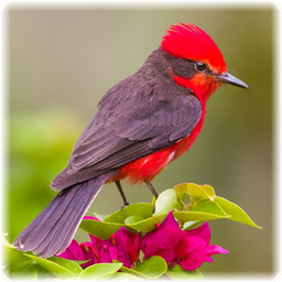 Bird Puzzle: Jigsaw Puzzles