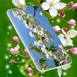 Cherry Blossom Live Wallpaper