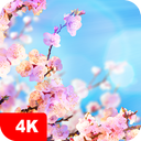 Spring Wallpapers 4K