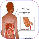 آپاندیس
