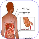 آپاندیس