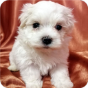 Pets Wallpaper-7