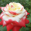 Flower Wallpaper-7