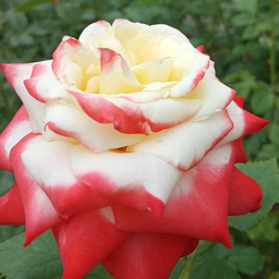 Flower Wallpaper-7