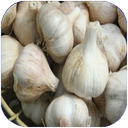 سیر درمانی