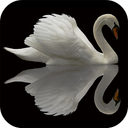 Swan Video Live Wallpaper