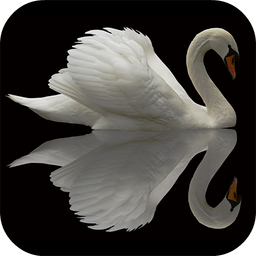 Swan Video Live Wallpaper