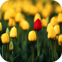 Tulips Video Live Wallpaper