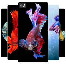 Betta Fish Wallpapers HD 4K Betta Fish Wallpapers